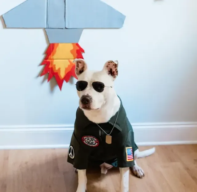 Top Gun Pet Outfit